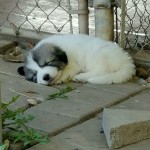Great Pyrenees Puppy
